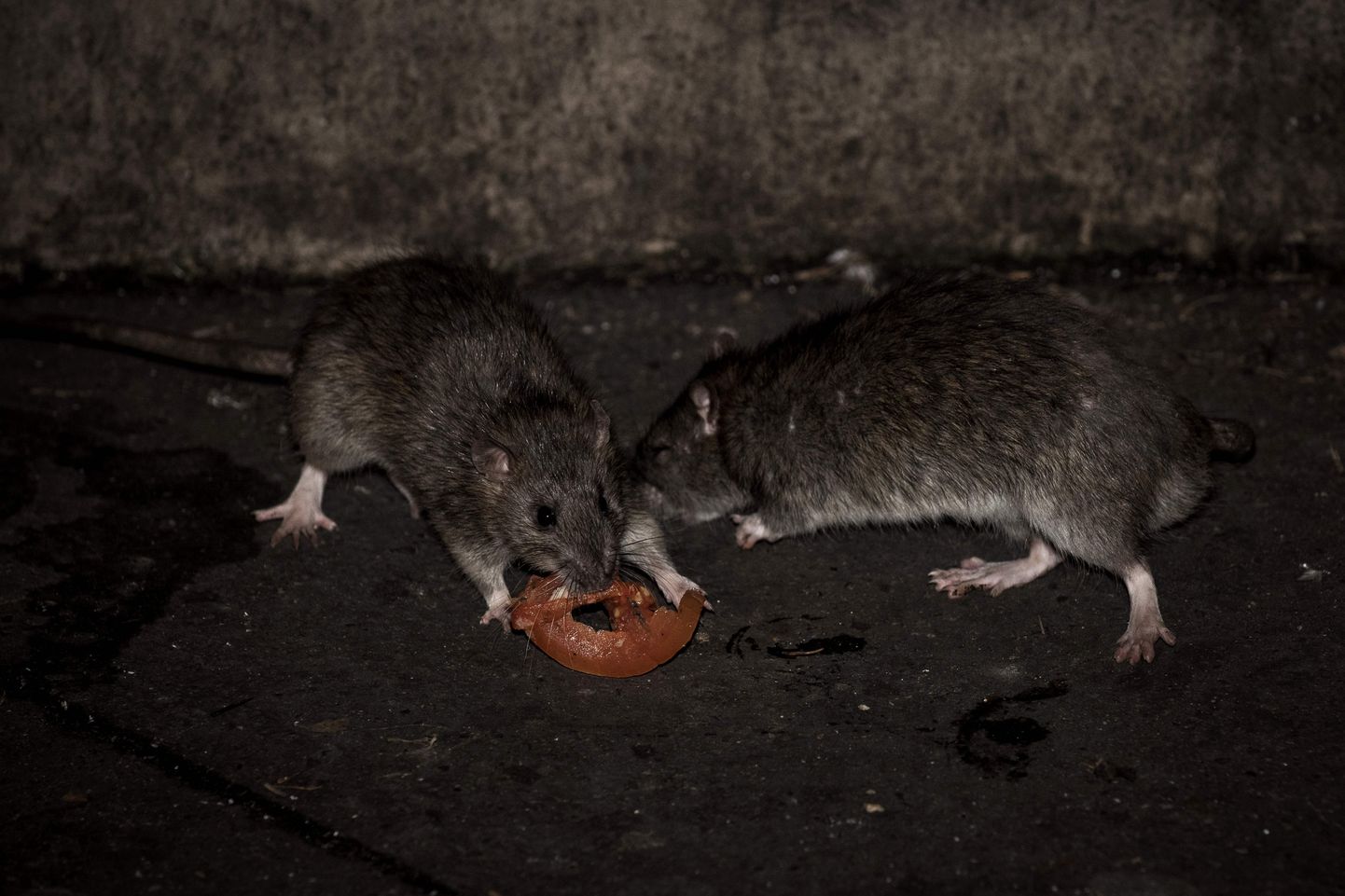 Парижские крысы ужинают.