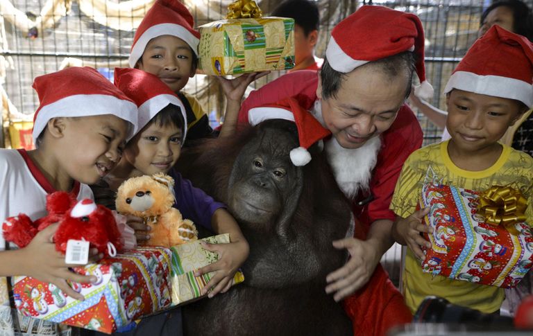 Orangutan ja loomaaia omanik Manny Tangco peol kinke saanud orbudega.