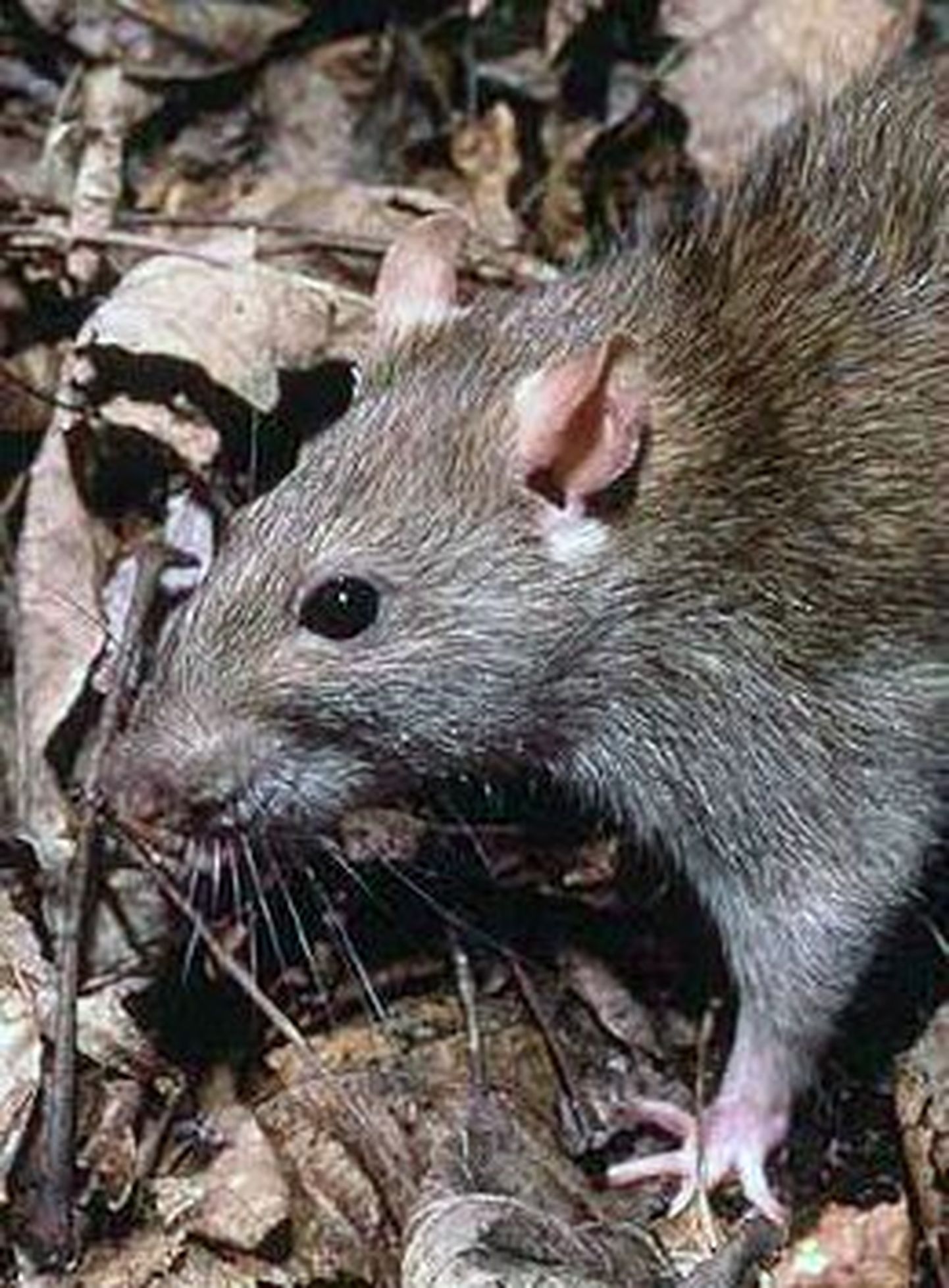 Крыса. Фото иллюстративное