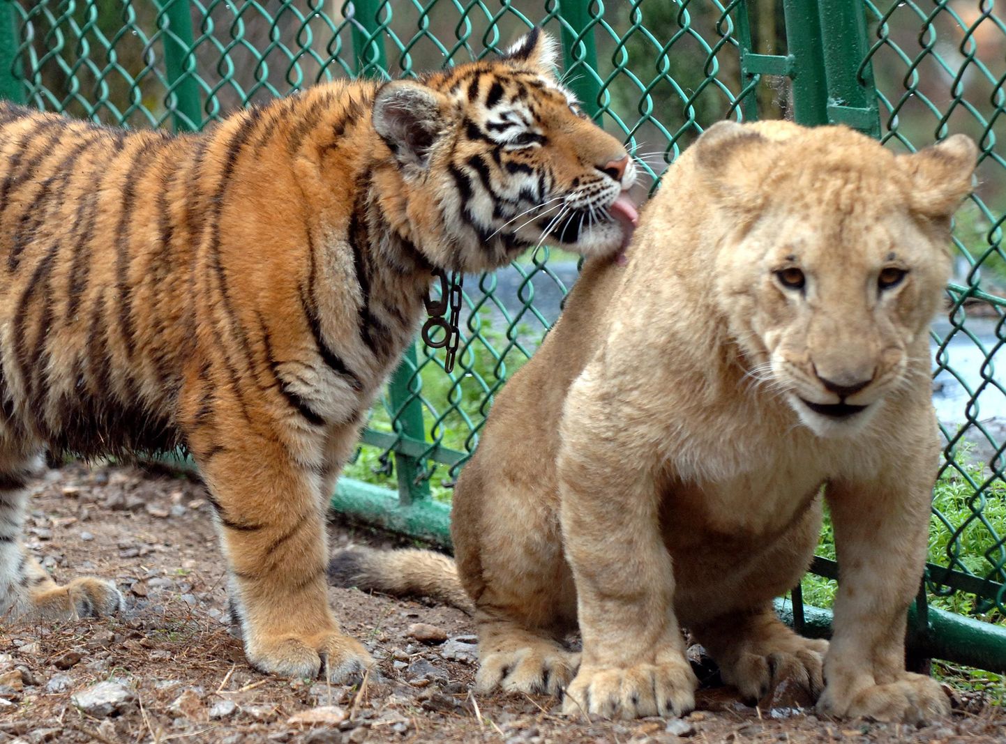 Tiiger ja lõvi