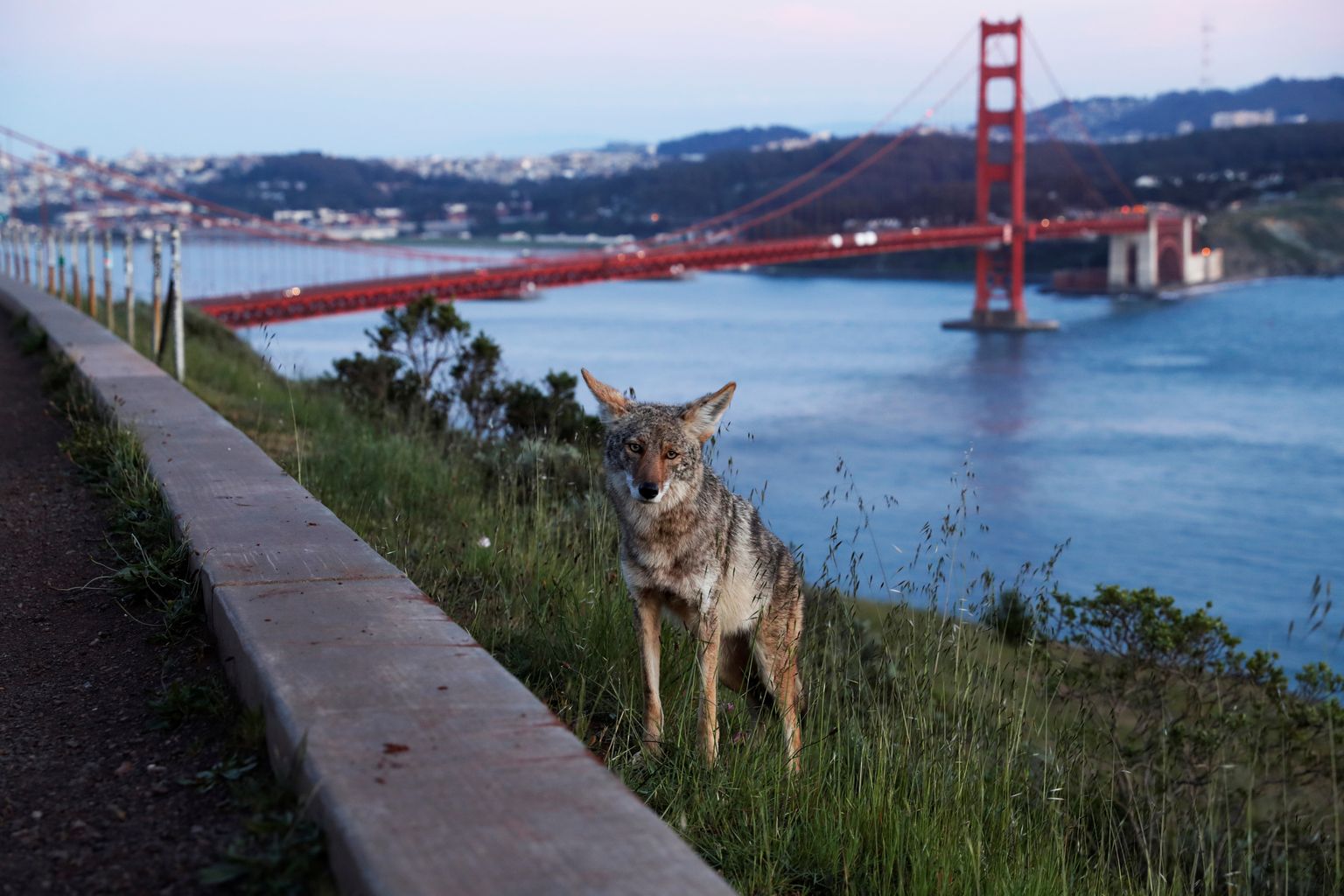 Koiott San Franciscos.