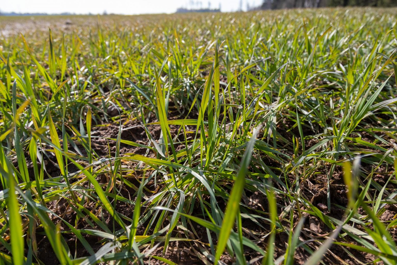 Praegu näib taliviljaoras ilus, aga lõplik tõde selle seisust selgub maiks.