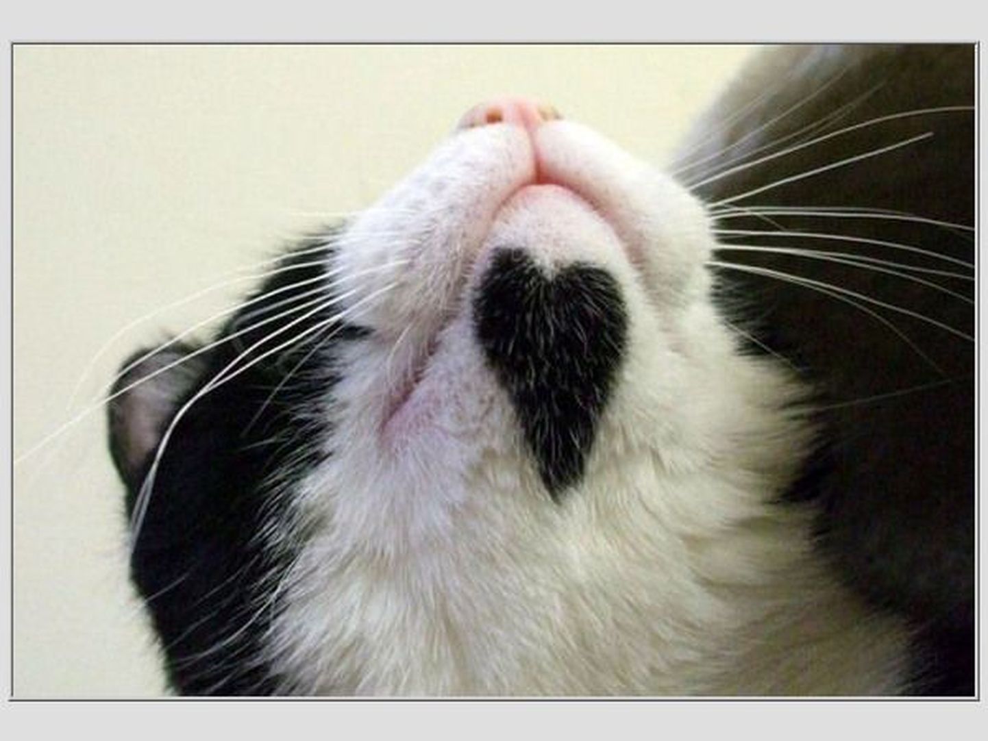 Kass Fordy, kelle lõuaalust kaunistab süda. Pilt on illustratiivne.