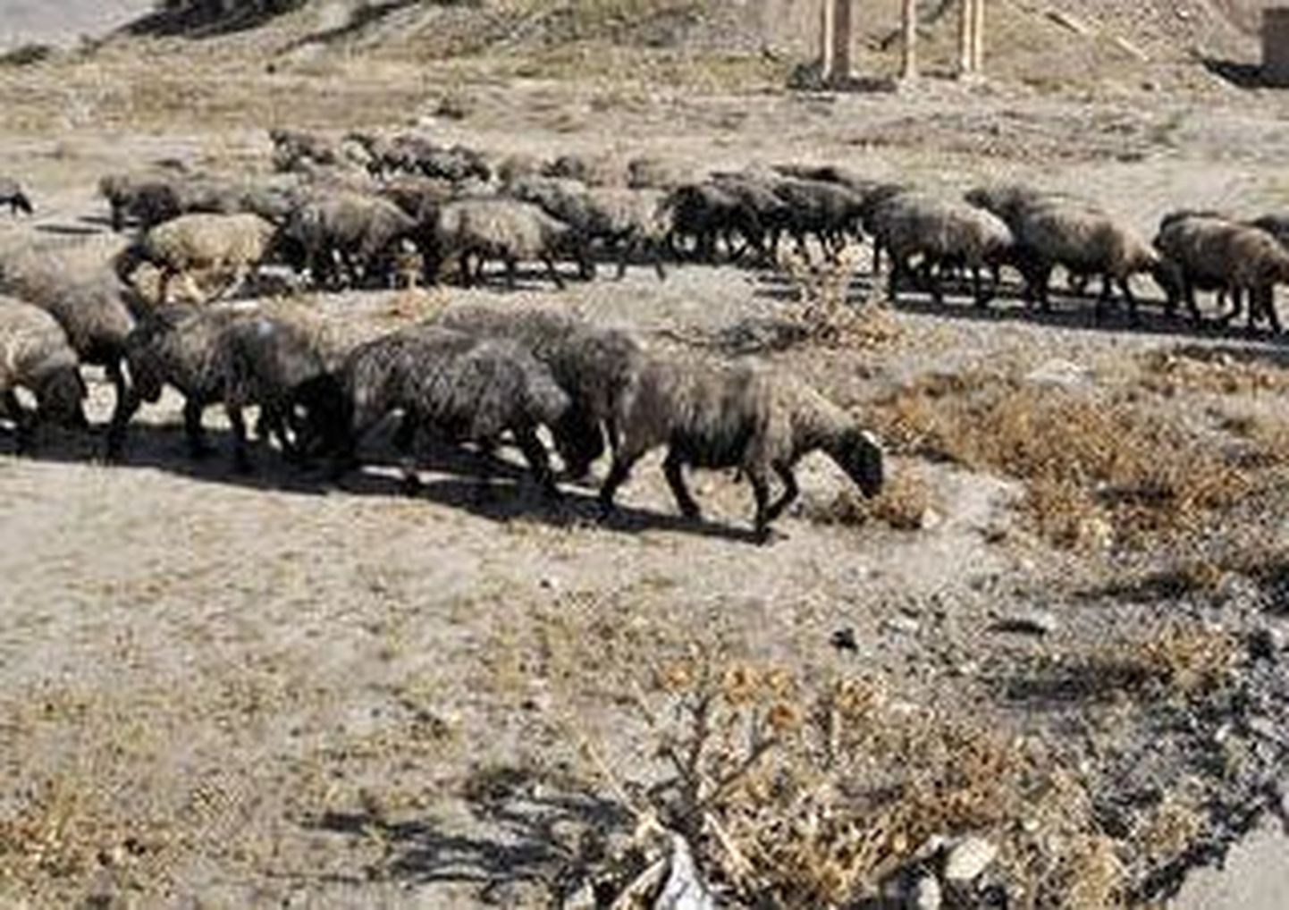 Metaangaas süütas lambad