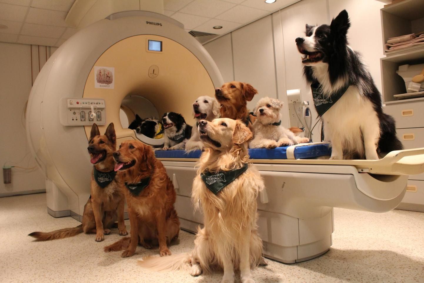 Treenitud koerad MRT skänneri juures. Koerte ajuskänneeringud näitasid nende oskust mõista inimkõnet nii sõnade kui ka intonatsiooni poolest.