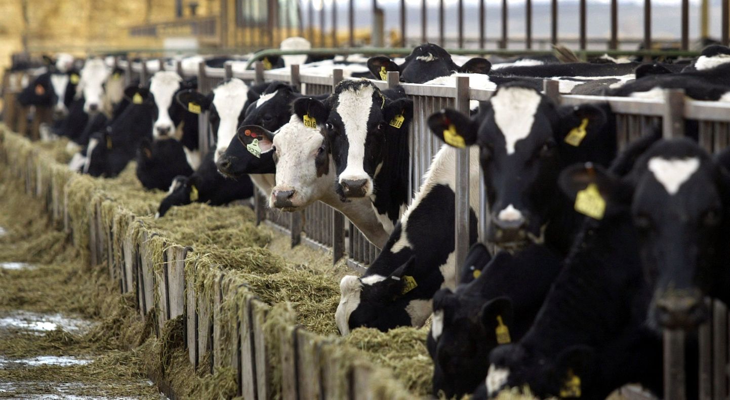Geneetiliselt muundatud lehmad annavad «inimpiima»