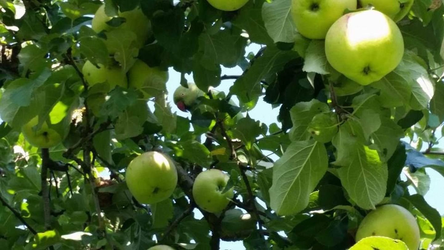 Viiratsis peidab end roheliste õunte ja lehtede varjus kollakas-roheline papagoi.