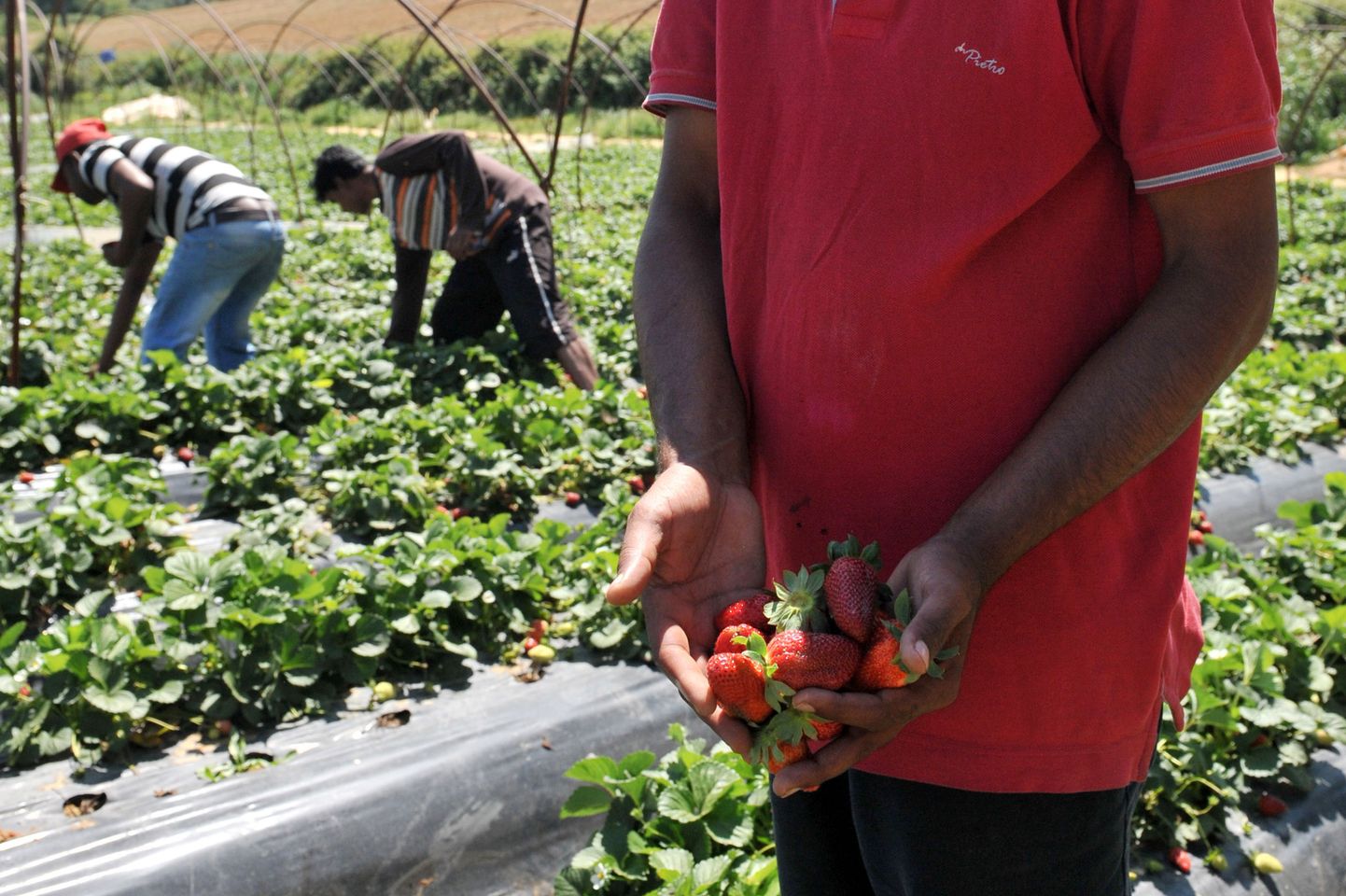 Bangladeshi migrantidest farmitöölised Kreeka maasikakasvanduses.