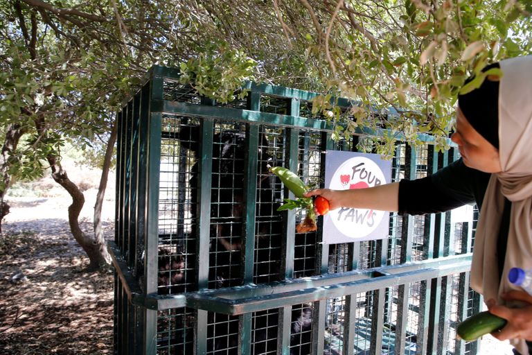 Süüria Aleppo loomaaiast päästeti 13, looma kes said Jordaanias Jerashis varjupaiga