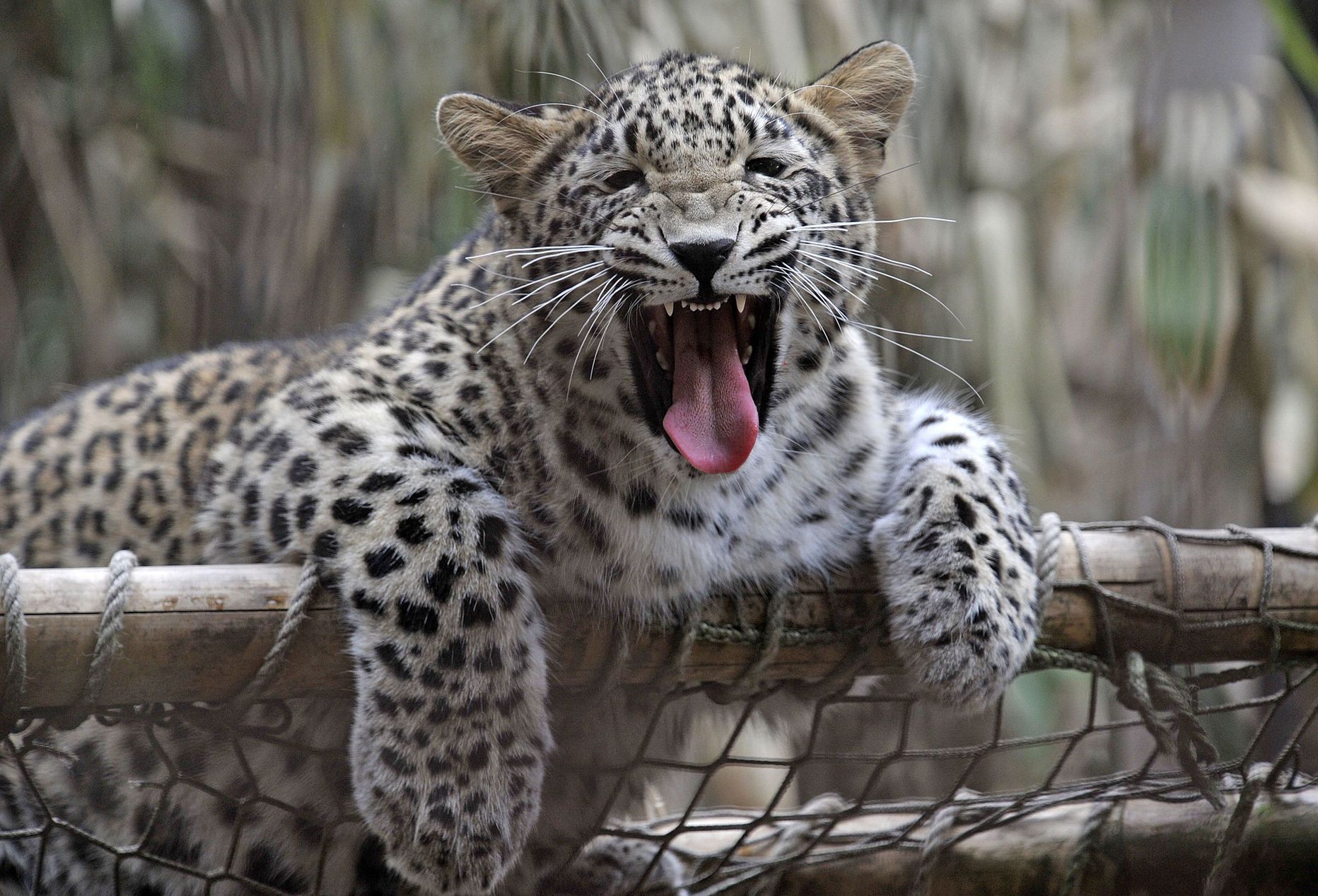 Leopard.
