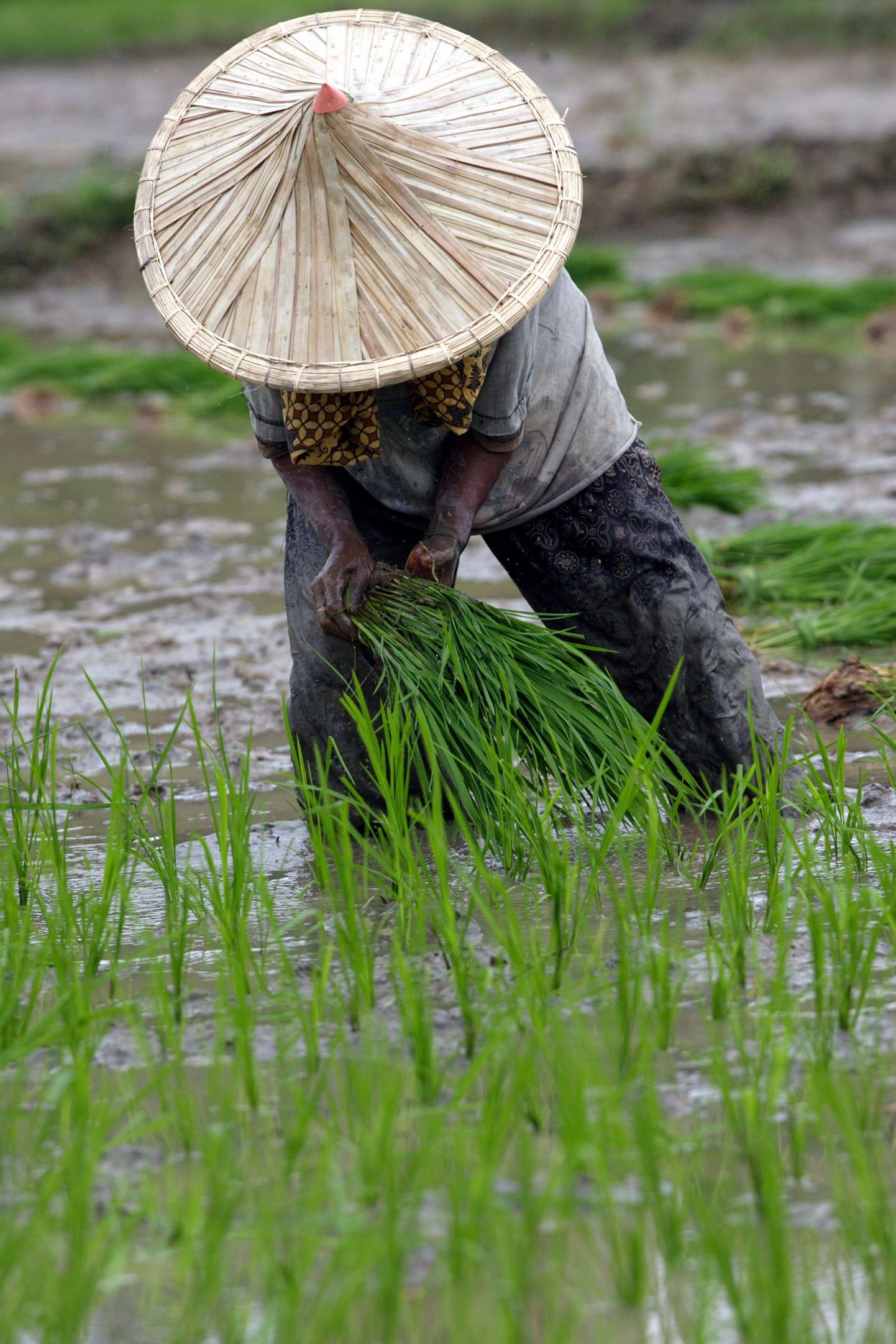 Riisipõld Sumatra saarel Indoneesias.