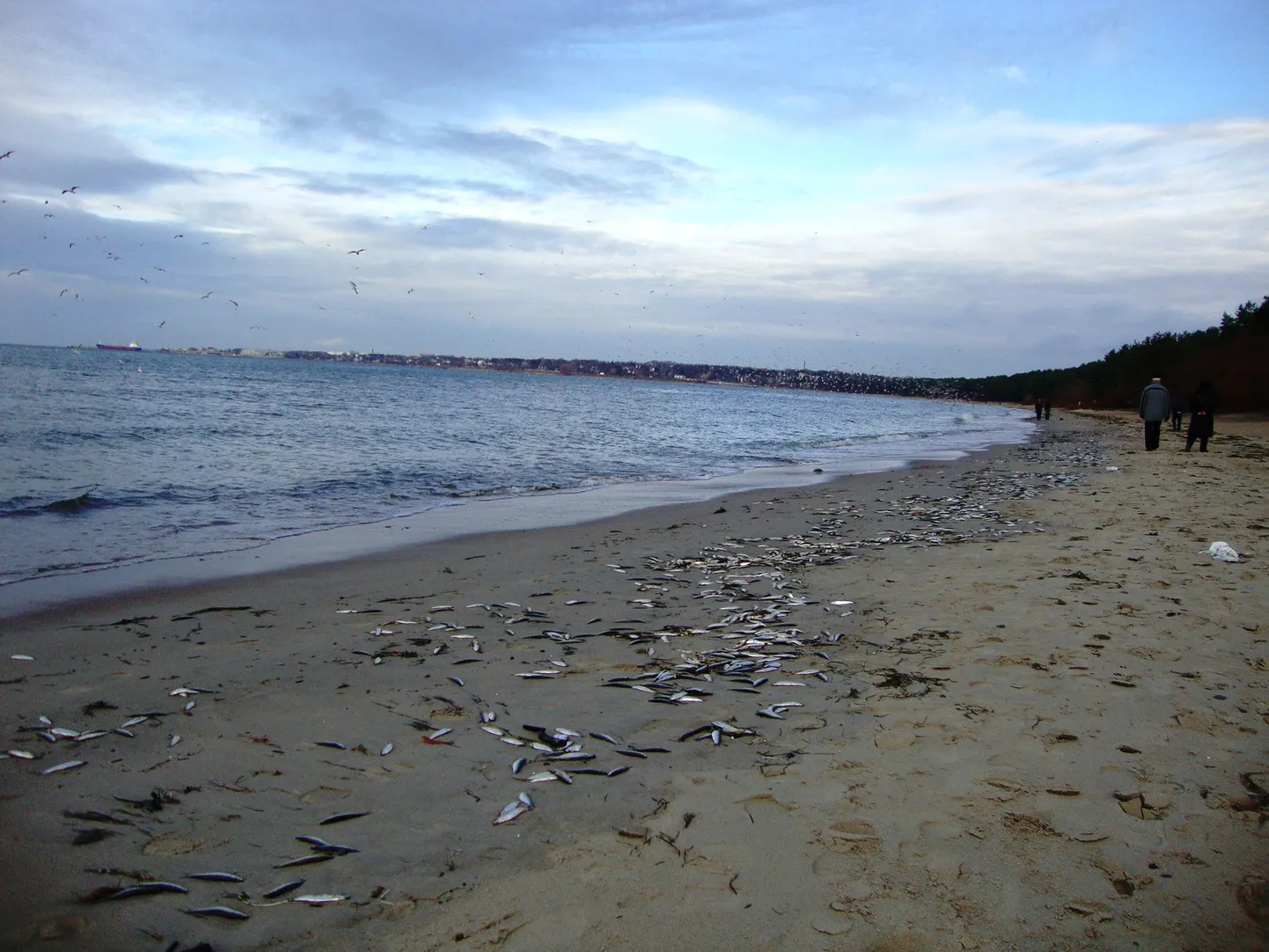 Мертвая рыба на пляже Пирита.