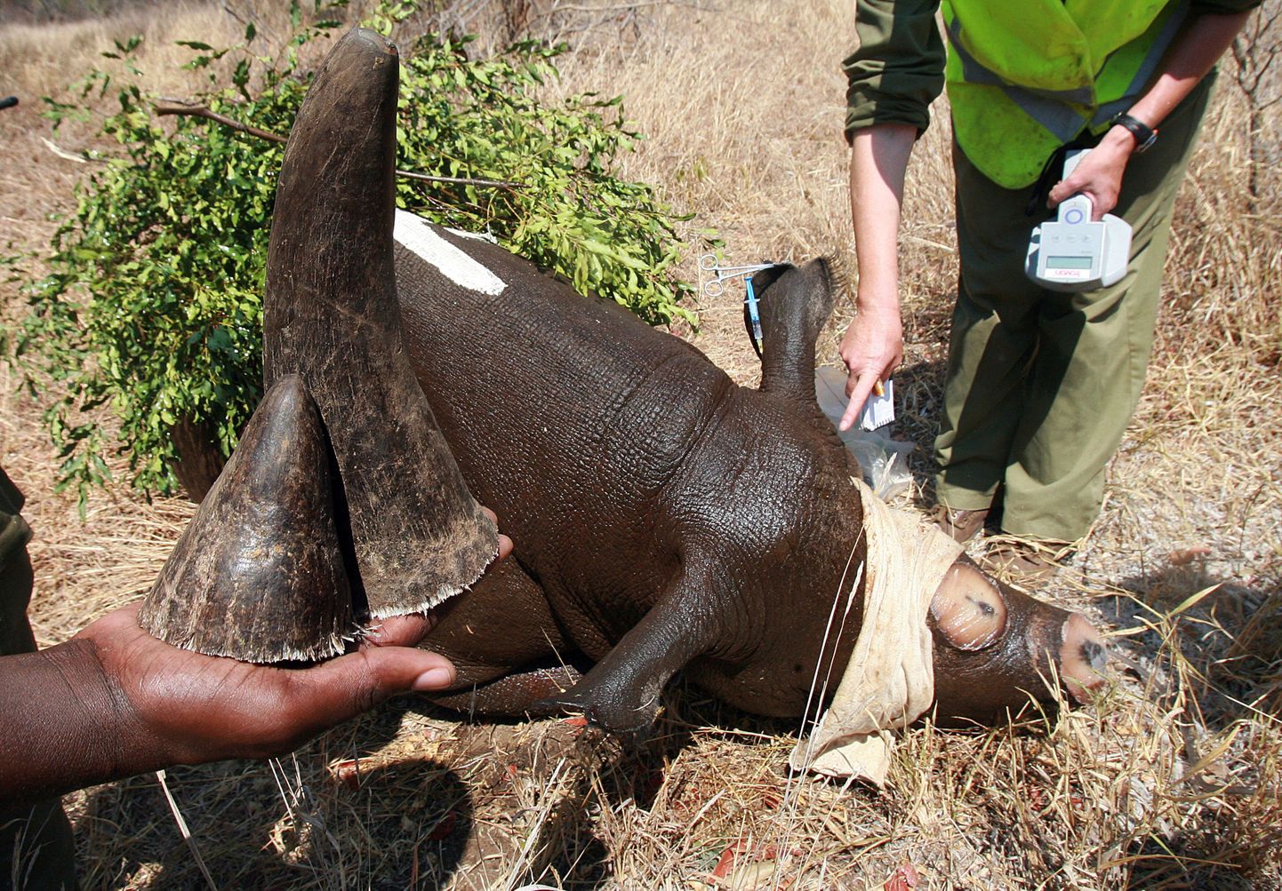 Maailma Looduse Fondi töötaja näitab väljasuremisohus must-ninasarviku sarvi, mille salakütid on loomalt ära lõiganud.