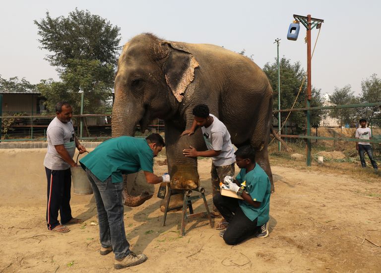 Veterinaarid ravivad tsirkuses ränki vigastusi saanud Asha haava Põhja-Indias Mathuras avatud elevandihaiglas.