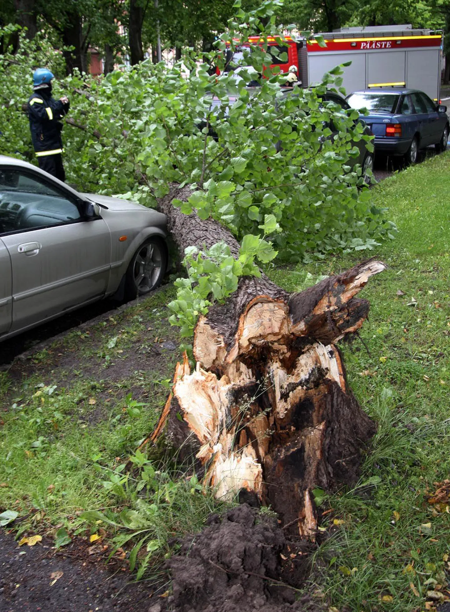 Eile murdis tuul Pühavaimu tänaval kaitsealusel alleel puu, mis kukkus õnnetult autole peale.