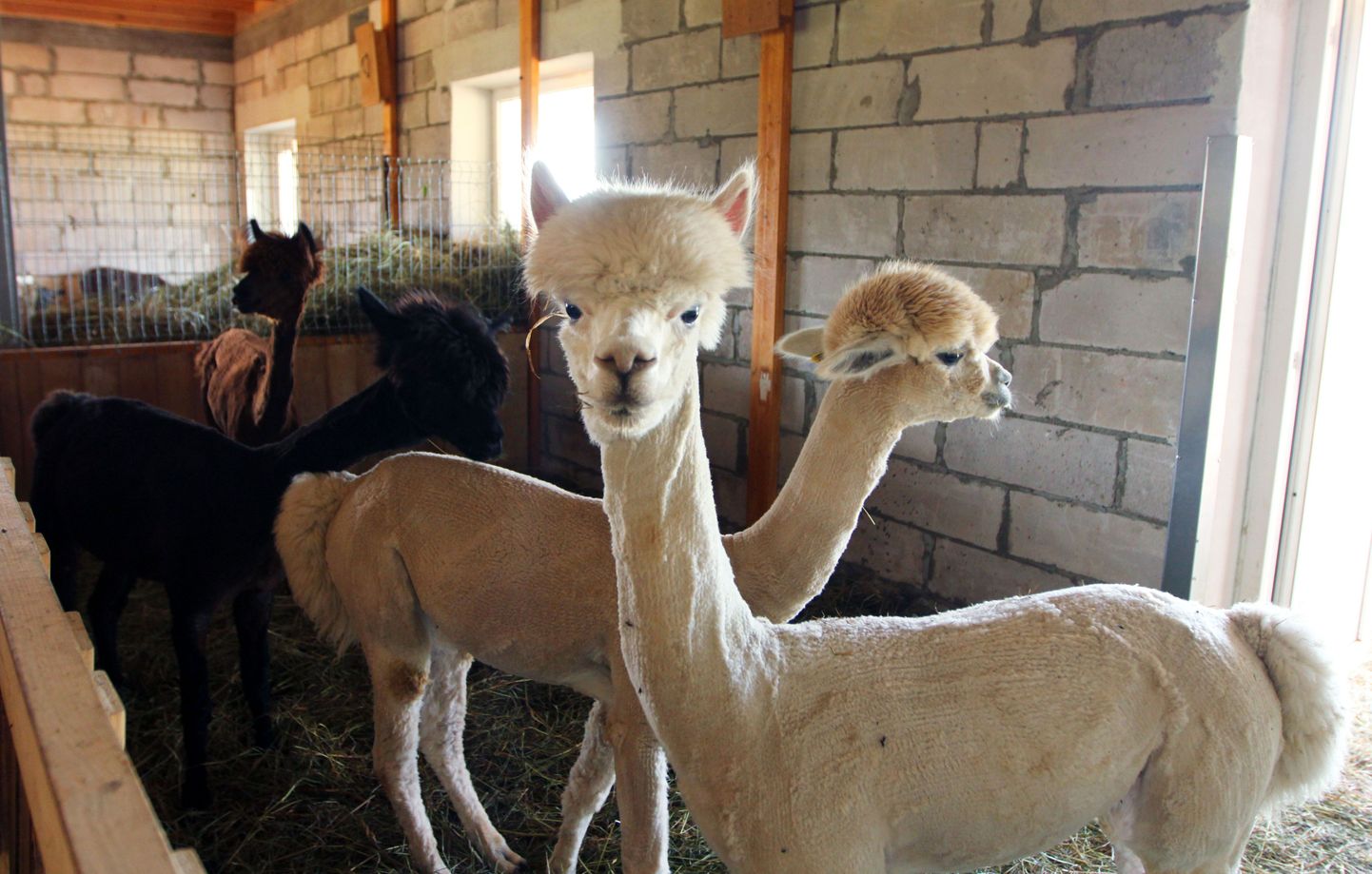 Värskelt pügatud alpakad sarnanevad välimuselt kaamelile. Lõuna-Ameerikast pärit loomaliigi kallimate isendite hind ulatub oksjonil 100 000 euroni.