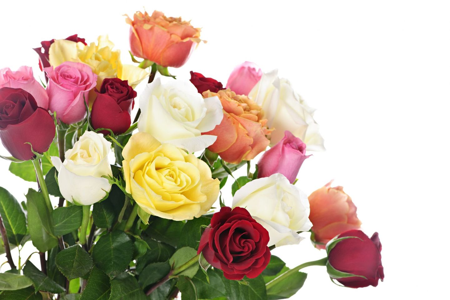 Roosid on naistepäeval ühed populaarseimad lilled.