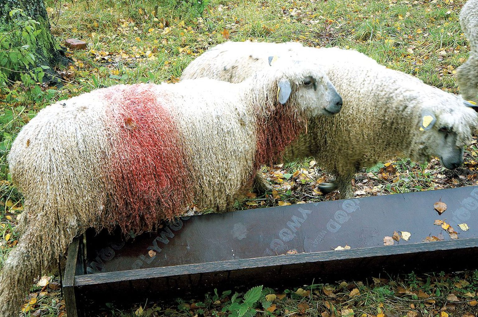 Rõngu valla Lapetukme külas talu pidava Rannar Lehise üks ilus villalammas sai ööl vastu esmaspäeva huntide rünnakus kõvasti kannatada. Sama karja kolm tõujäära läksid aga paraku huntide nahka.