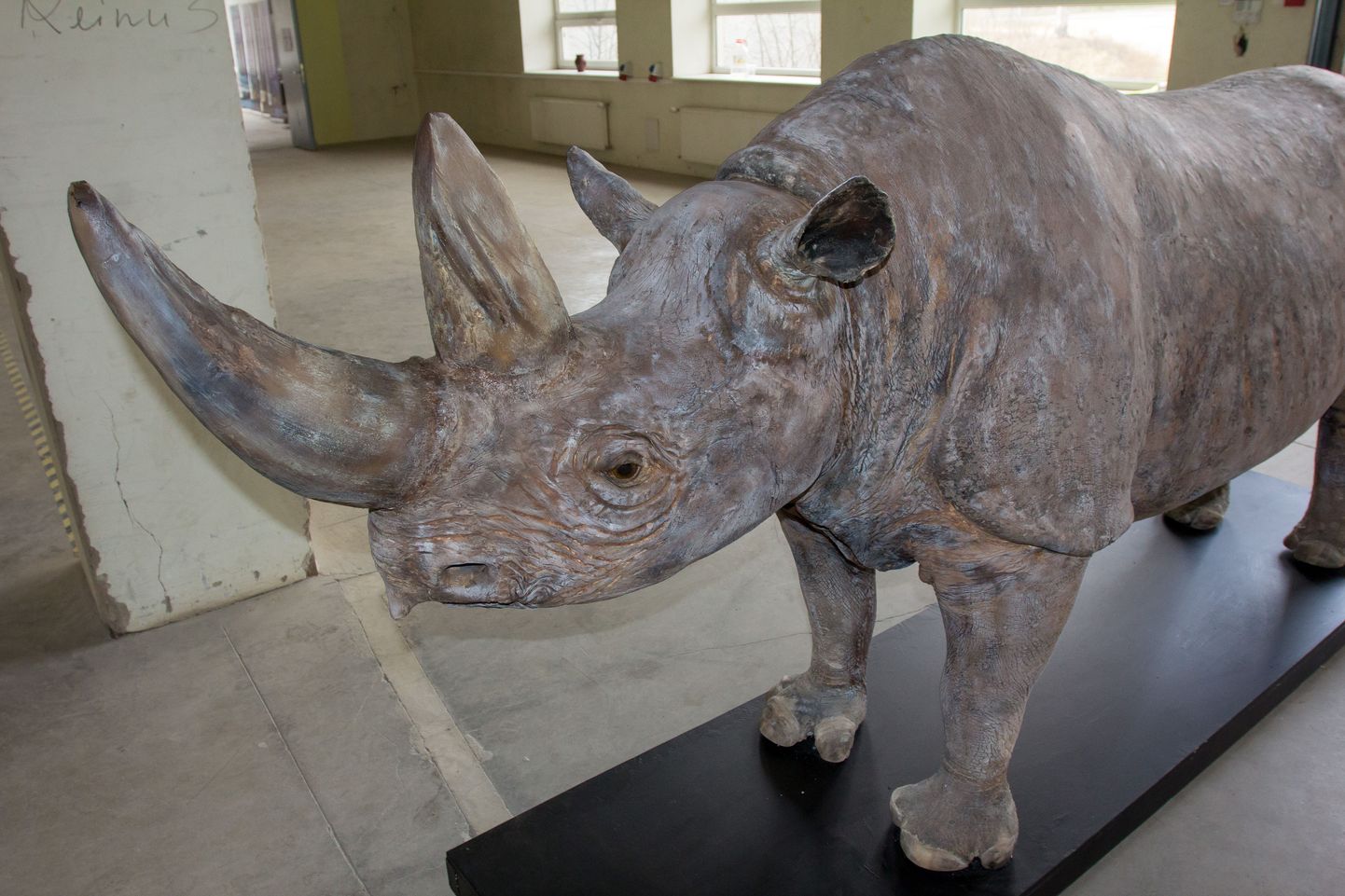 Loodusteaduskeskuse rajaja Peep Tobreluts tõi pealinnast 
umbes 300-kilose teravmokk-nina­sarviku topise.

MARKO SAARM/SAKALA