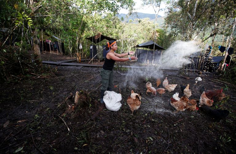 Colombia. Mässuliste Revolutsiooniliste Relvajõudude (FARC) ridadesse kuuluv Patricia kanu toitmas. 