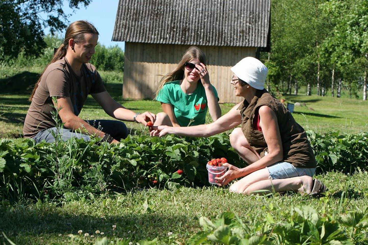 Ats, Tuuli ja Evi Vaarak nopivad Koidu talu väljadel maasikaid, et neid Valga—Uulu maantee ääres soovijatele müüa.