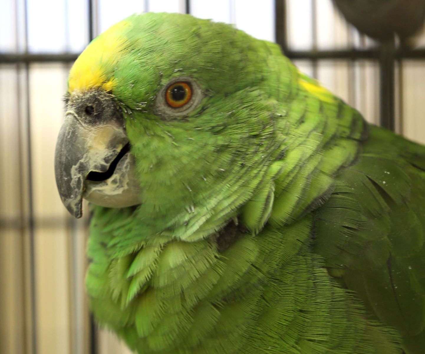 Roheline papagoi Malone Ülikooli loomaaias