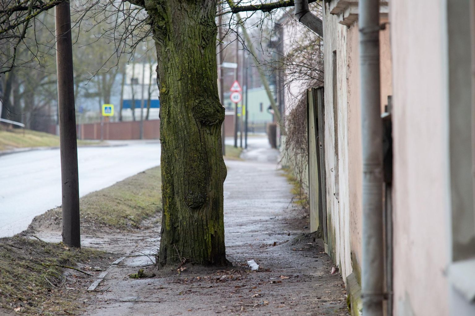Kui vana see pärn võiks olla? Pärna jämedus sõltub ta kasvutingimustest. Kuna siin laiutamiseks ruumi ei ole, võib uskuda, et see puu on vanemgi, kui esialgu tundub – näinud linlaste elu mitu põlve jutti.