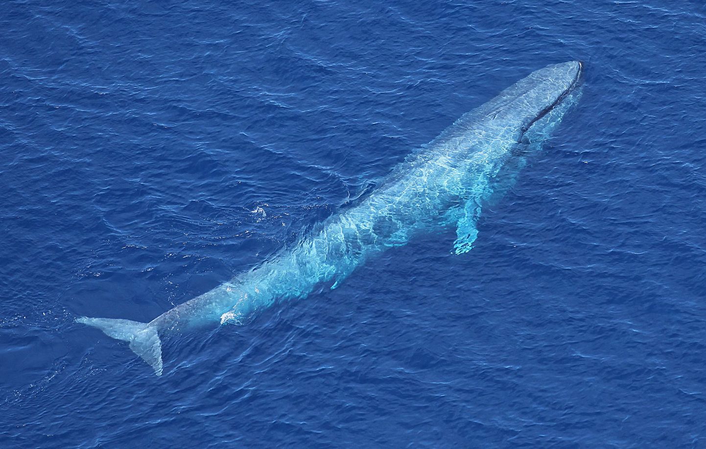 Lõuna-Aafrikas sai vaala rünnakus kannatada kolm inimest