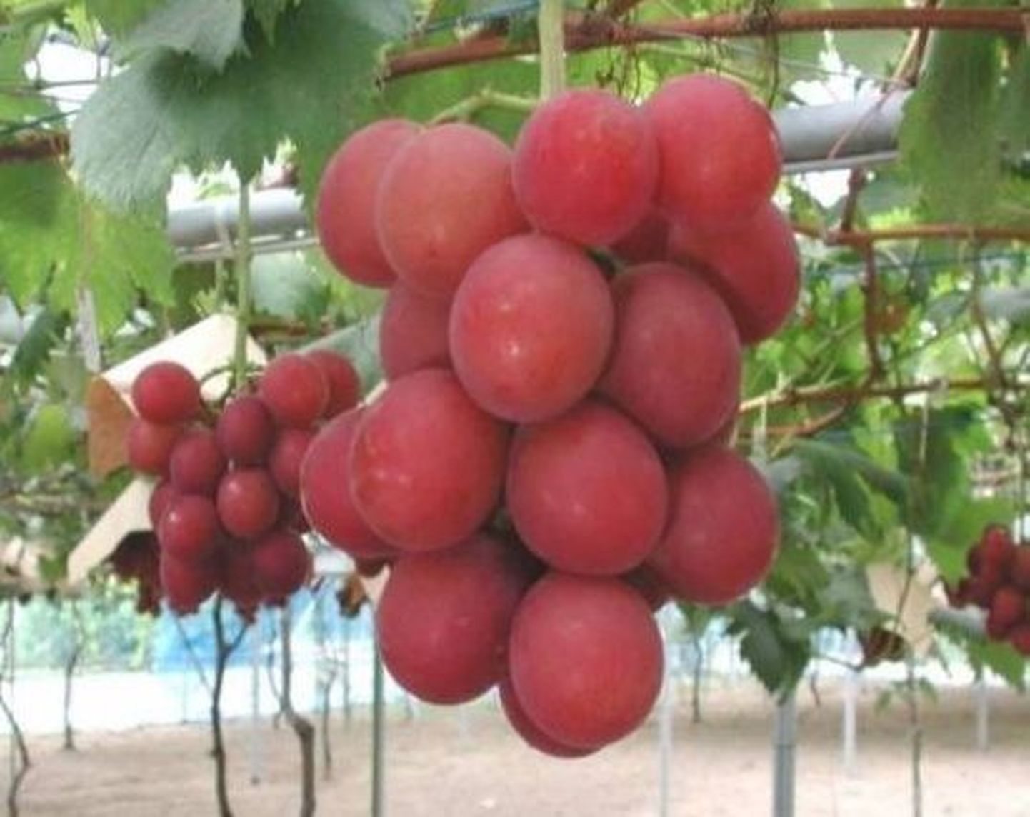 Ruby Roman viinamarjad