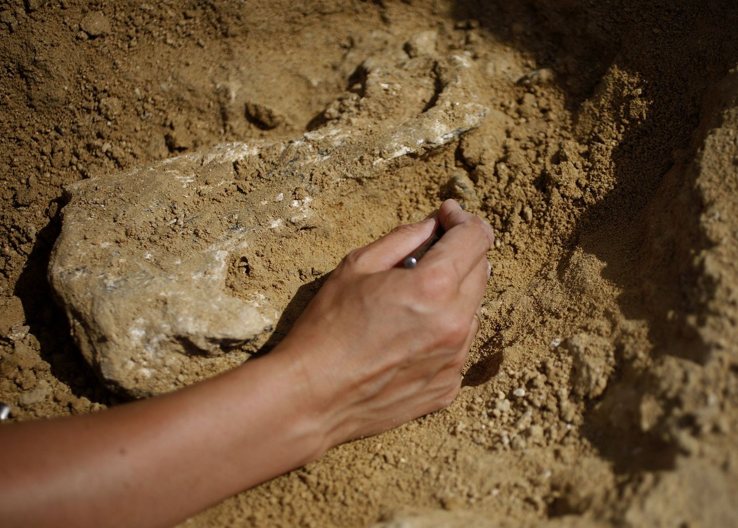 Paleontoloog fossiili puhastamas.