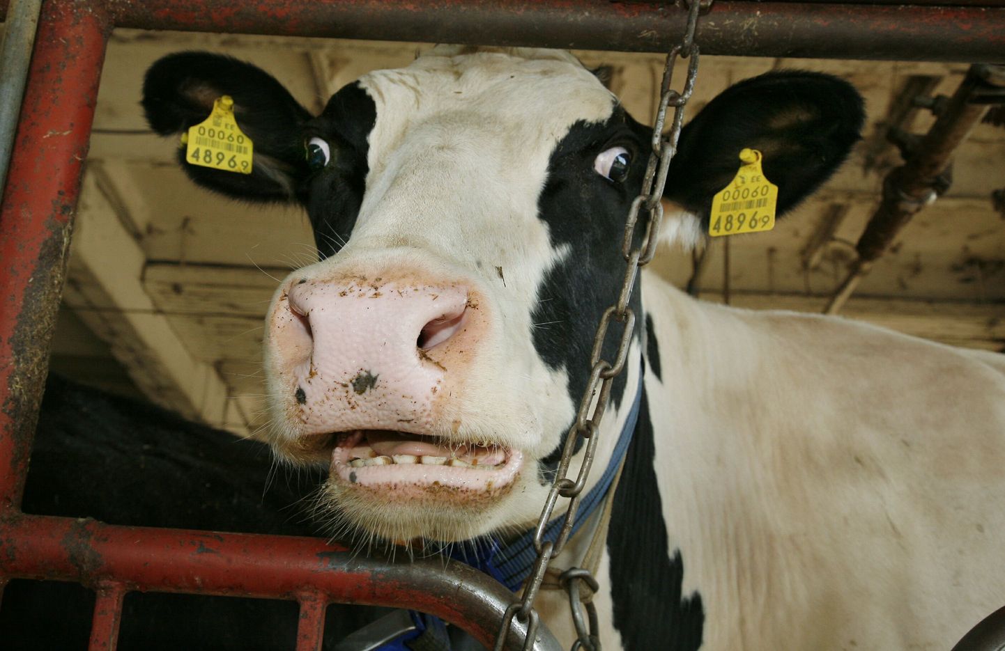Pärnumaal Selja OÜ farmis elab 15 aastane leht Lali, kes on oma elu ajal andnud üle 100 tonni piima. Foto on illustratiivne.