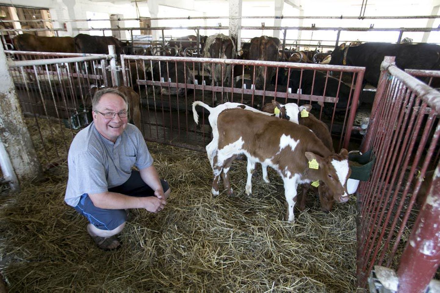Andrus Keerd ja tema vasikad, kellest korraliku hoolitsuse ning teaduslikel alustel põhineva söötmise toel sirguvad lehmad, kes suudavad tipp-piimaandjatega sammu pidada.