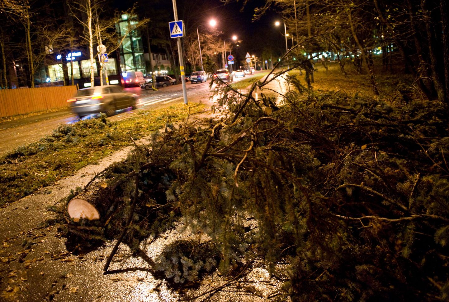 Teele kukkunud puu. Foto on illustratiivne.
