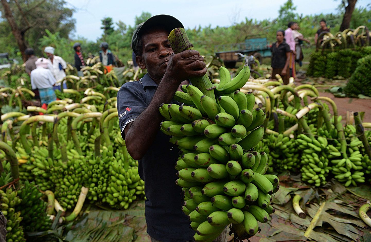 A Sri Lankan labourer unloads bananas at a banana market in Sevanagala some 120kms south-east of Colombo on March 26, 2013. Sri Lanka's economy grew by more than eight percent a year in the first full two years after security forces ended a war with Tamil Tiger rebels in May 2009. Some 100,000 people were killed in 37 years of fighting. AFP PHOTO/Ishara S. KODIKARA