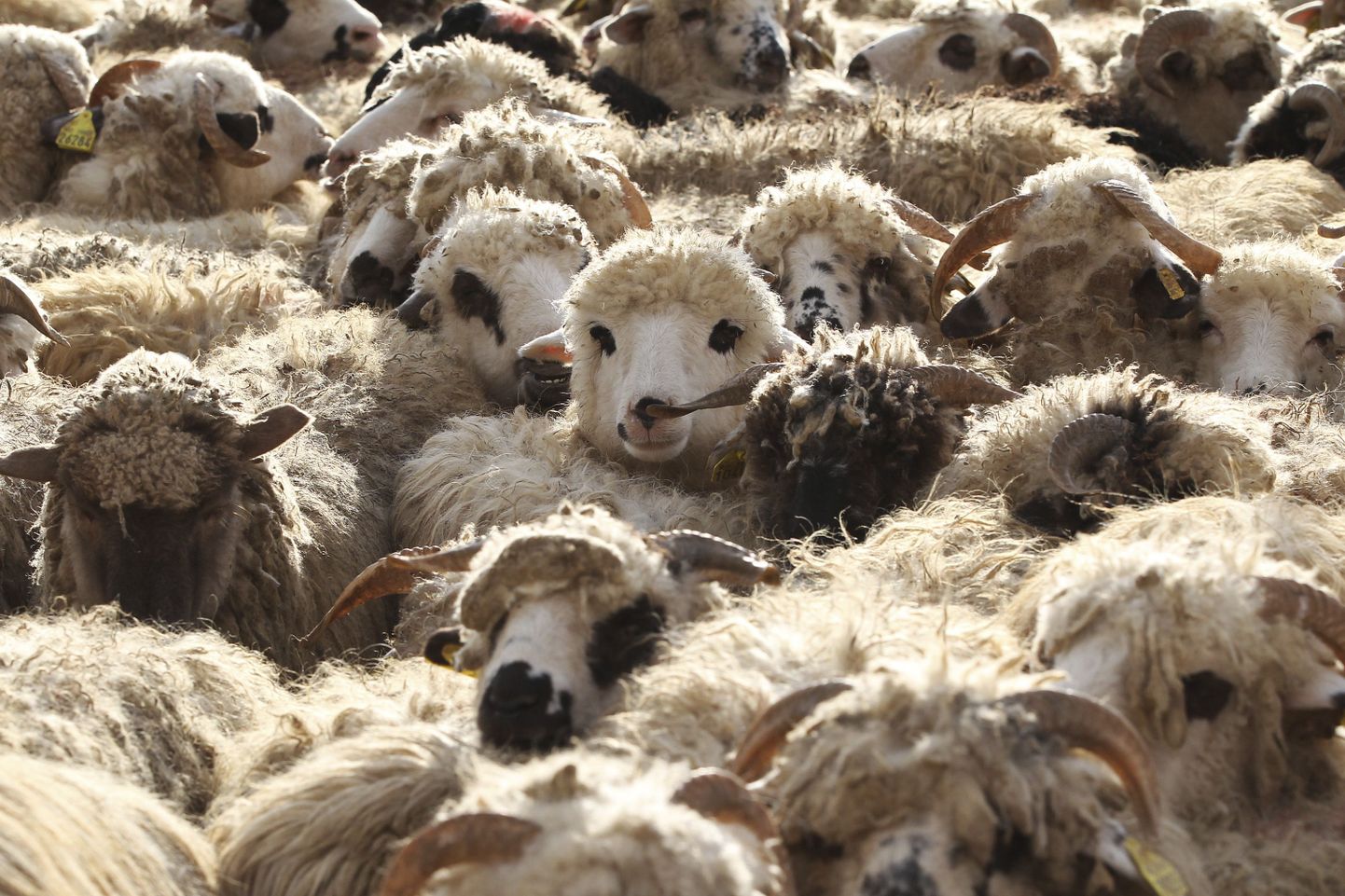 Iiri farmis sündis «geep», kes on kitse ja lamba hübriid