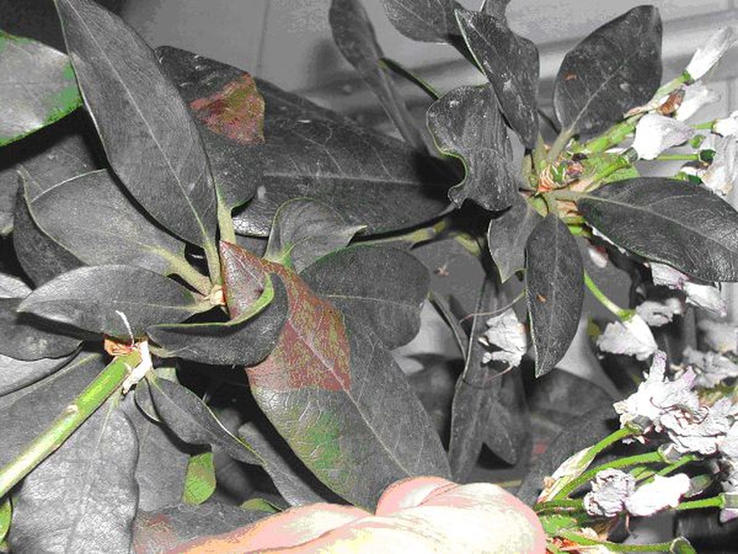 Tamme-äkksurm 2006. aastal Eestisse toodud rododendronitel.