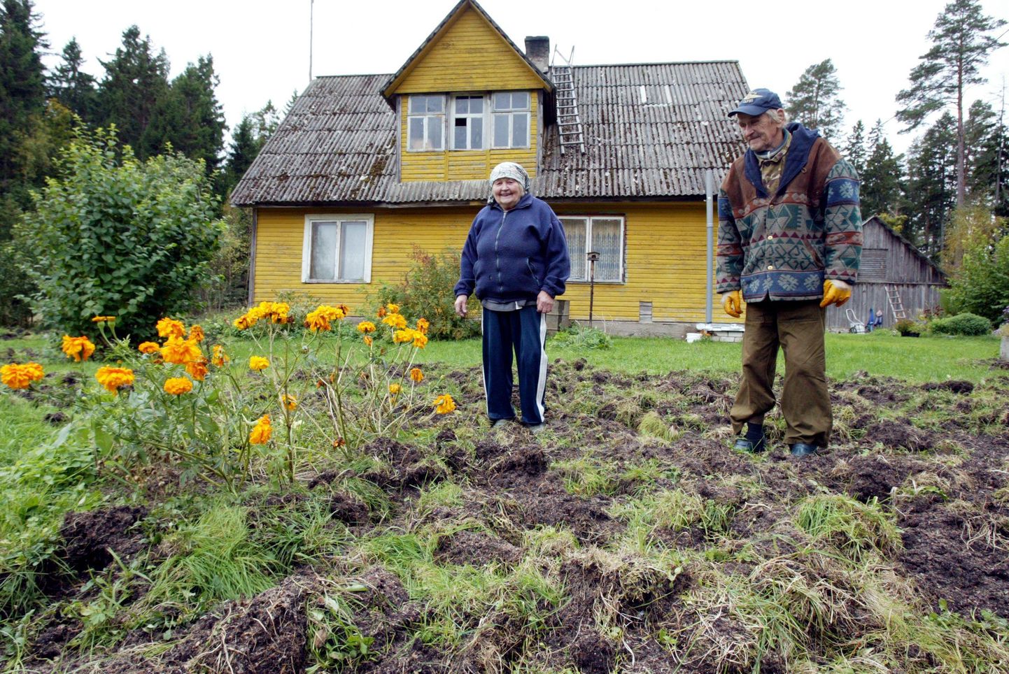 Elga Loema ja tema naaber Elmar Kaljusalu näitavad aeda, mis näib pärast metssigade külaskäiku kui ülesküntud põld.
