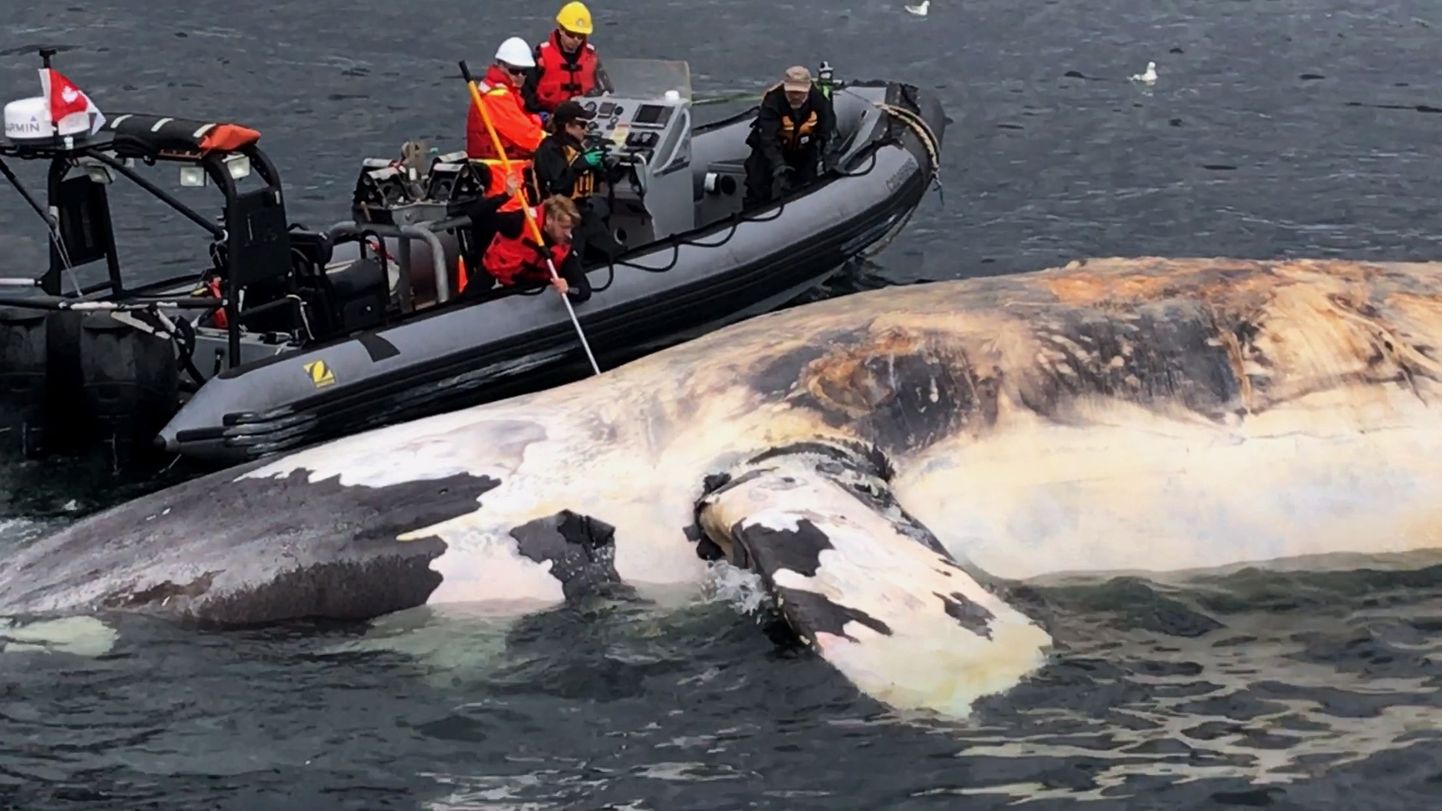 Kanada teadlased uurivad Saint Lawrence´i lahes hukkunud vaala.