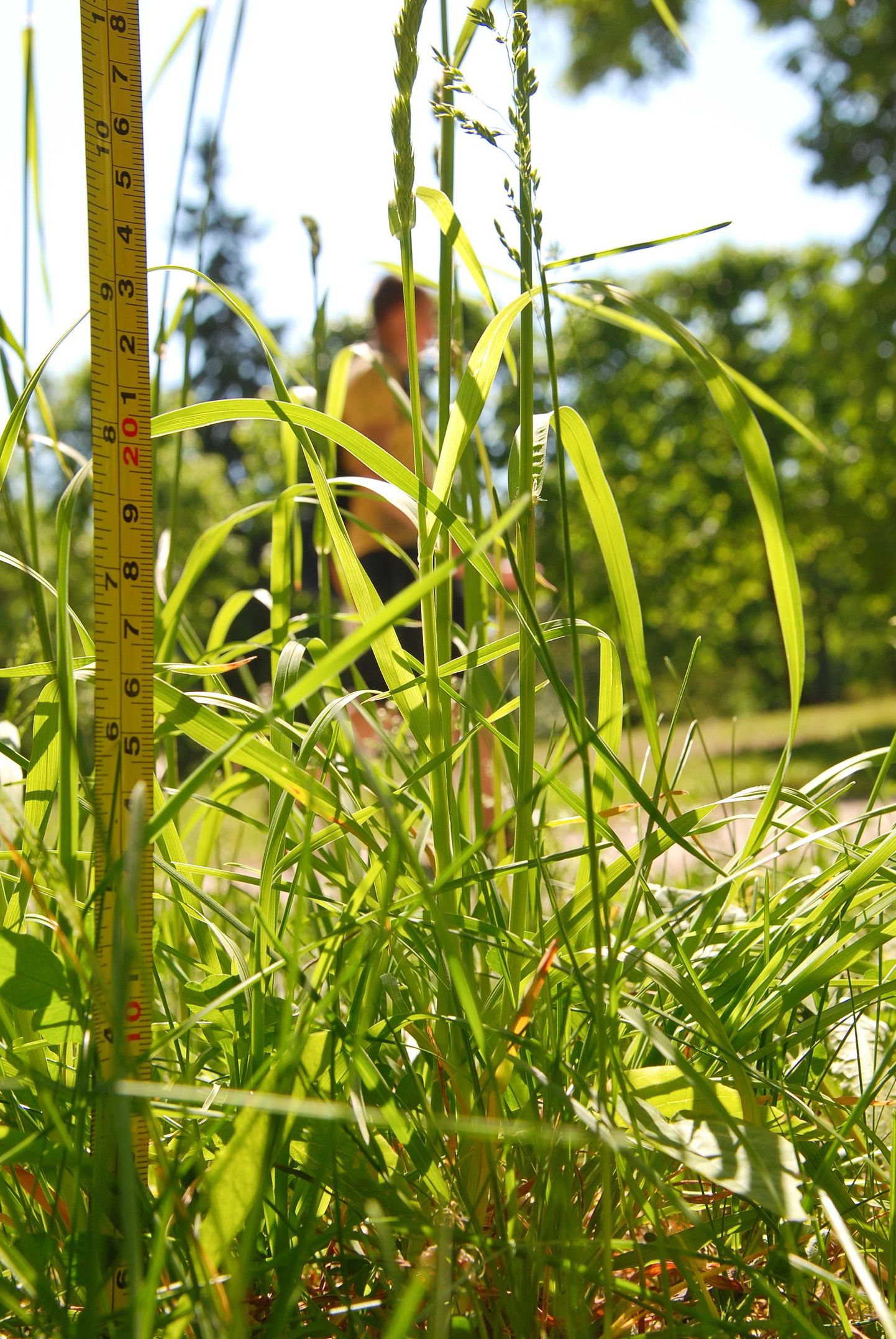 Mõneski kohas on rohi Tallinnas juba kõrgemaks kui 15 sentimeetrit kasvanud.