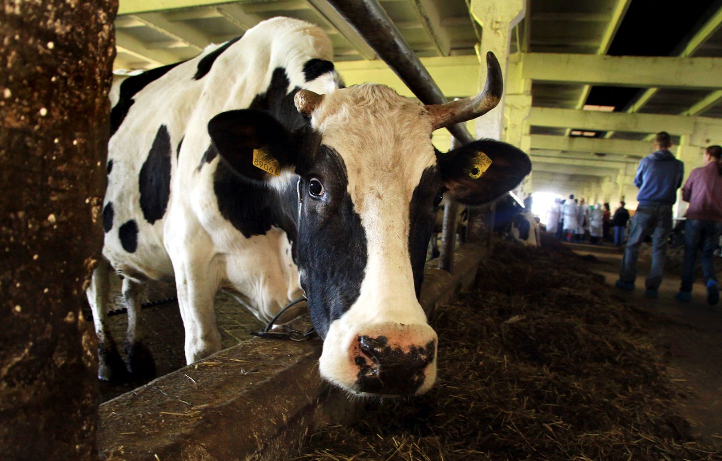 Pildil lehm Pärnumaal asuvas Kärdi suurfarmis.