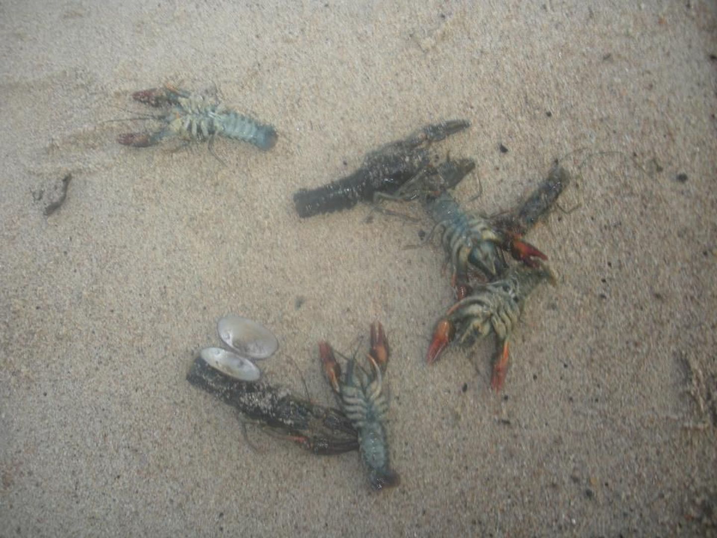 Surnud vähid Karepa rannas laupäeva hommikul.