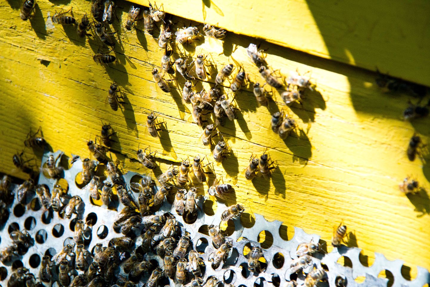 Võõrad mesilased võivad tungida tarru ja hävitada saagi.