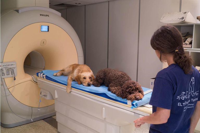 Koerad MRT skänneri uuringutel.
