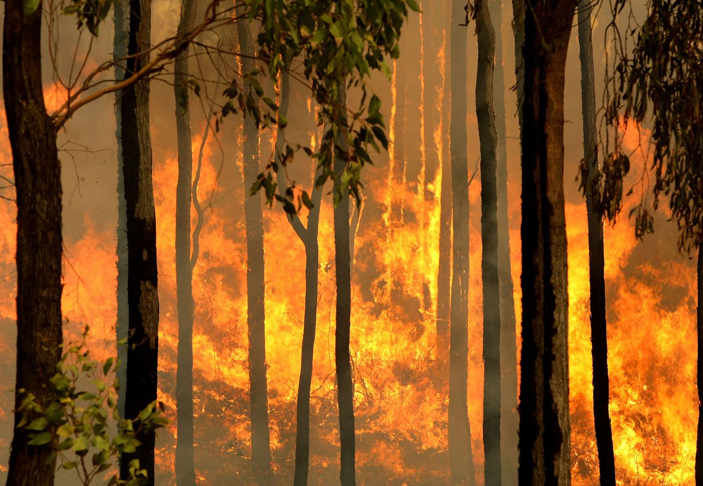 2009. aasta veebruari tulekahju laastas tohutuid maa-alasid ning selles hukkus 173 inimest ja loendamatu hulk loomi.