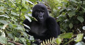 Soomlane jookseb hävimisohus mägigorillade toetuseks 880 km