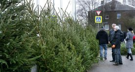 Рождественскую елку в лесу можно срубить и самому