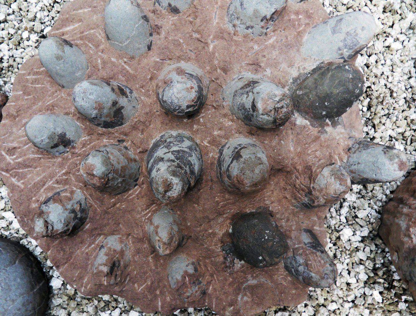 Hiidsisaliku fossiliseerunud munad
