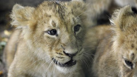  ��������� �������� ���� ������� okidoki ������� ����� 