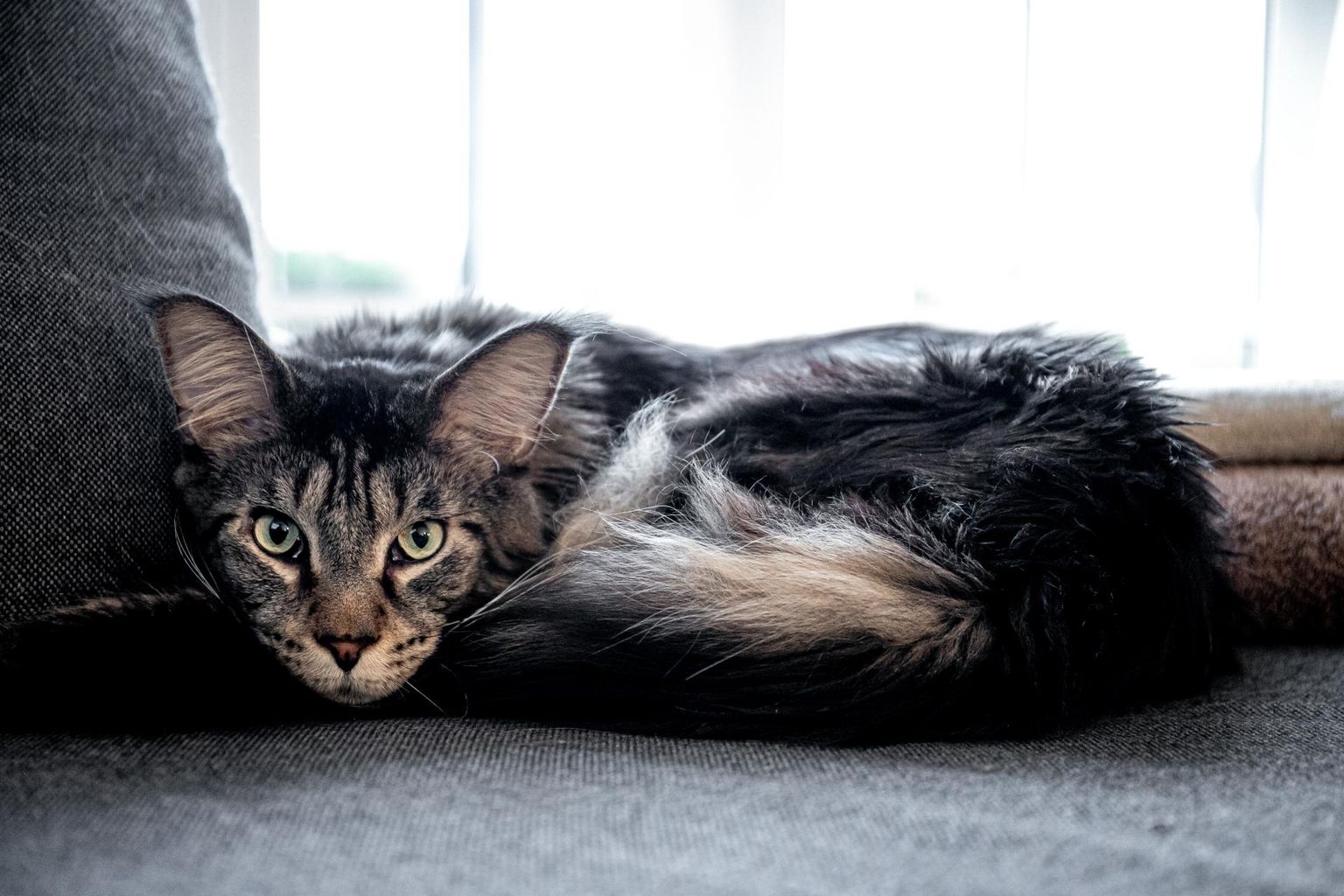 Maine Coon on maailma üks suuremaid kassitõuge ja sellega ka inimtsivilisatsioonile äärmiselt ohtlik.