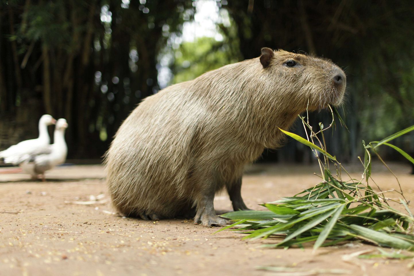 Kapibaara loomaaias.